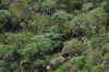 Wild frangipanis in the San Fernando crater, near Granada NI