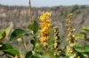 Flowers around the San Fernando crater, Granada NI