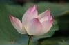 Lotus flowers to photosgraph... at last, Mekong Delta VN