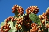 Cactus fruit along the Guardian River, Merida ES