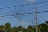 Starlings on the wires outside the Dolphin Beach Resort St Pete FL
