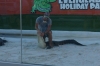 Crocodile wrestling at the Everglades National Park, near Miami FL