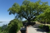Ancient tree beside the Mississippi River, Natchez MS