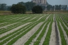 Mont St Michel from a field of lettuces