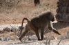 Baboon. Samburu National Park, Kenya