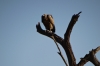 Hooded Vulture. Buffalo Springs National Park, Kenya