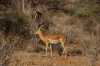 Giraffe Gazelles, Buffalo Springs National Park, Kenya
