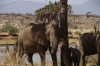Elephants, Samburu National Park, Kenya