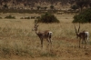 Samburu National Park, Kenya