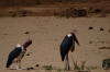 Marabou stork. Samburu National Park, Kenya