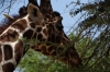 Giraffes, Samburu National Park, Kenya