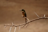 Little Bee Eater. Samburu National Park, Kenya