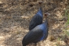 Vulturine Guineafowl. Samburu National Reserve, Kenya