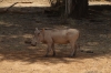 Warthog, Samburu National Park, Kenya