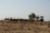 Ostrich family. Samburu National Reserve, Kenya