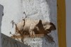 Pig might fly, Óbidos PT
