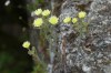 Flowers on the walls of the 12th Century Moorish Castle, Sintra PT