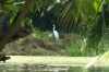 Great Egret, Negril Royal Palm Reserve JM