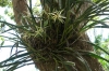 Negril Royal Palm Reserve JM