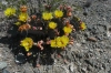 Cactus flowers at Lookout at Culberson County near Van Horn TX
