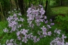 Wild Flowers, Ithaca, NY