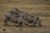 Warthogs, Ngorongoro Crater, Tanzania