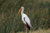 Stork, Ngorongoro Crater, Tanzania