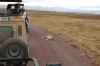 Lionesses sleeping - it must have been a good meal, Ngorongoro Crater, Tanzania