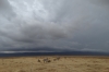 Zebras, Ngorongoro Crater, Tanzania