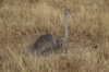 Ostrich on her nest, Ngorongoro Crater, Tanzania