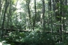 Biogradska Gora near Kolašin ME