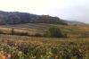 Vines in the area of Oeuilly, Champagne district FR
