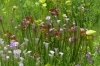 The Stanley Rehder Carnivorous Plant Garden, Wilmington NC