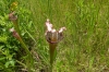 Sweet Pitcher plant with fly inside, The Stanley Rehder Carnivorous Plant Garden, Wilmington NC