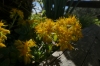 Flowers at Bella Vista viewpoint, Corfu GR