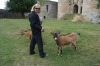 Thea and friendly goats at Château de Tonquédec