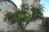 Apple tree, ladened, at Château de Tonquédec