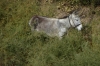 Donkey that grabbed my attention at Kyzyl Qala fortress 1C & 2C, then later 12C & 13C, between Khiva & Nukus UZ