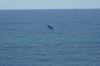 Whale watching at Head of the Bight near the Nullarbor Roadhouse SA
