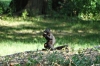 Black squirrel. A walk in Central Park NY