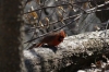 Red crested bird in Hallett Nature Sanctuary, Central Park, New York US