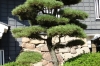 Okayama Castle, Japan