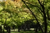 Maple grove, Korakuen Gardens, Okayama, Japan