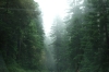 Driving through redwood forests between Crescent City and Klamath