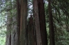 Giant redwood trees in the Prairie Creek Redwoods State Park