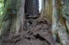 Big Tree, 1,500 year old Redwood in Prarie Creek State Park