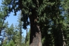 'Drive through' Chandelier Tree near Legget