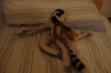 Pepe at home in Hayden's room at Paderborn University
