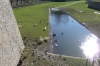 Fowl and deer in Parque de la Taconera, including a lone black swan