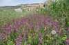 Flowers of the ruins of Hieropolis, Pamukkale TR